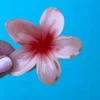 PINZA DEL PELO HAWAIANA CORAL